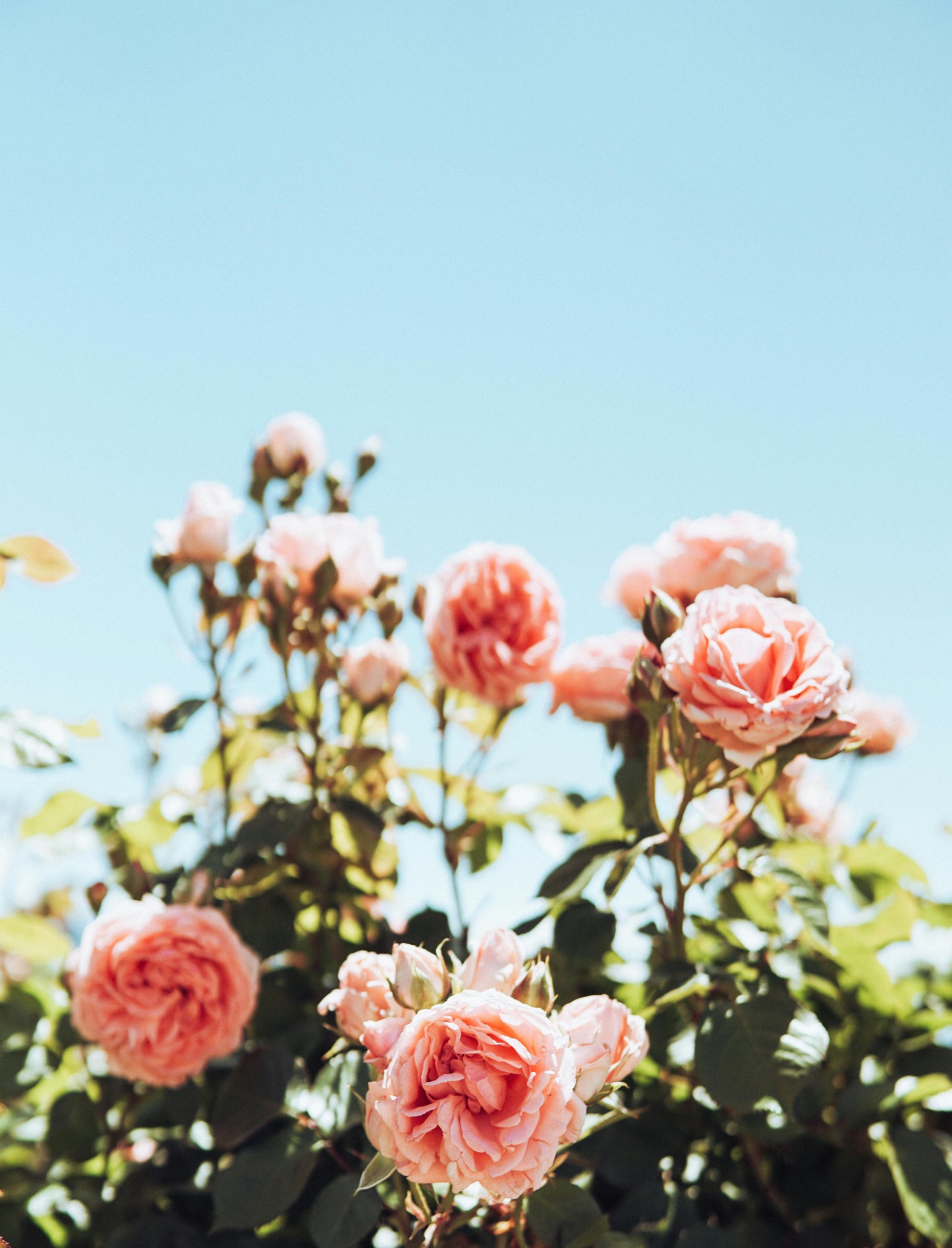 Rosa