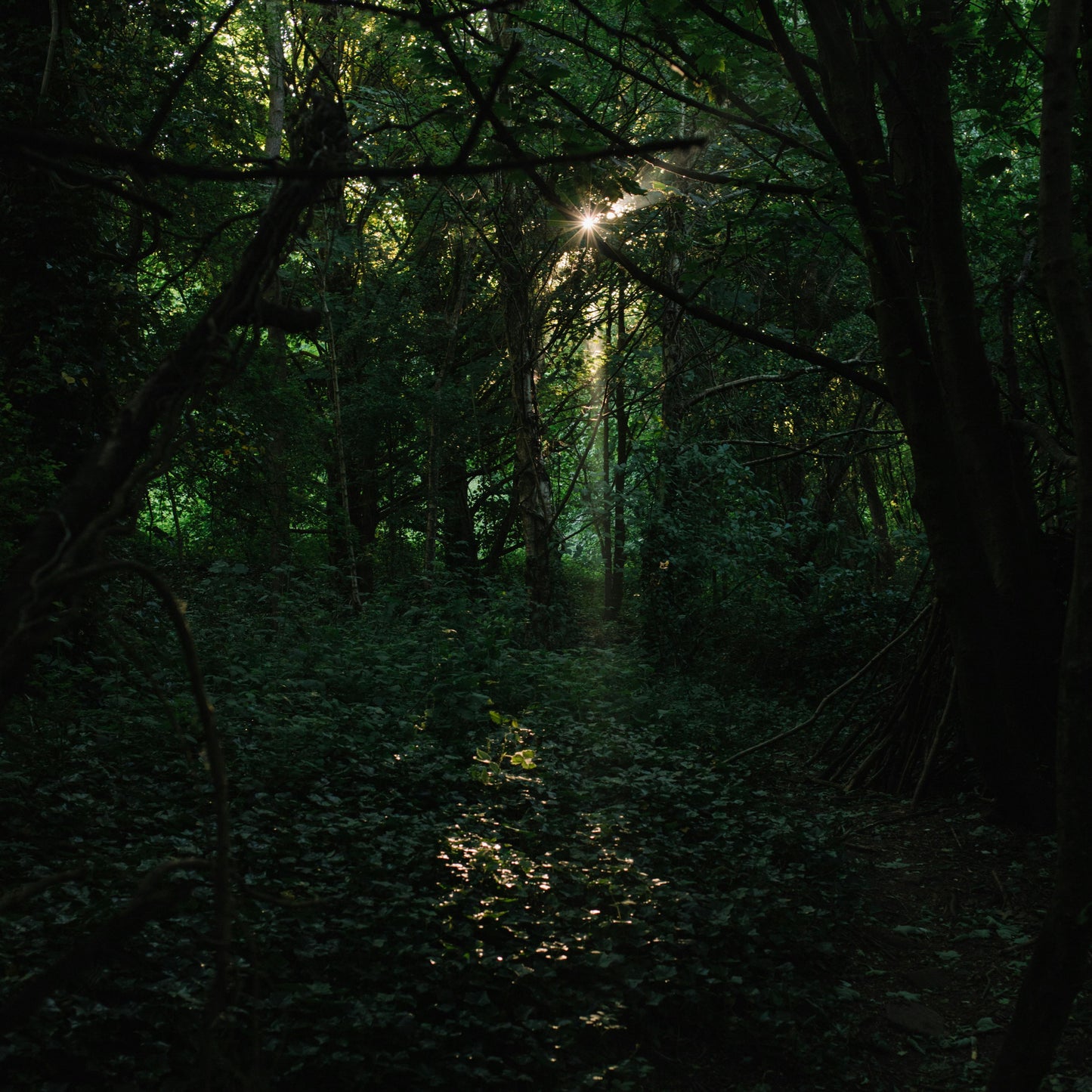 Forrest