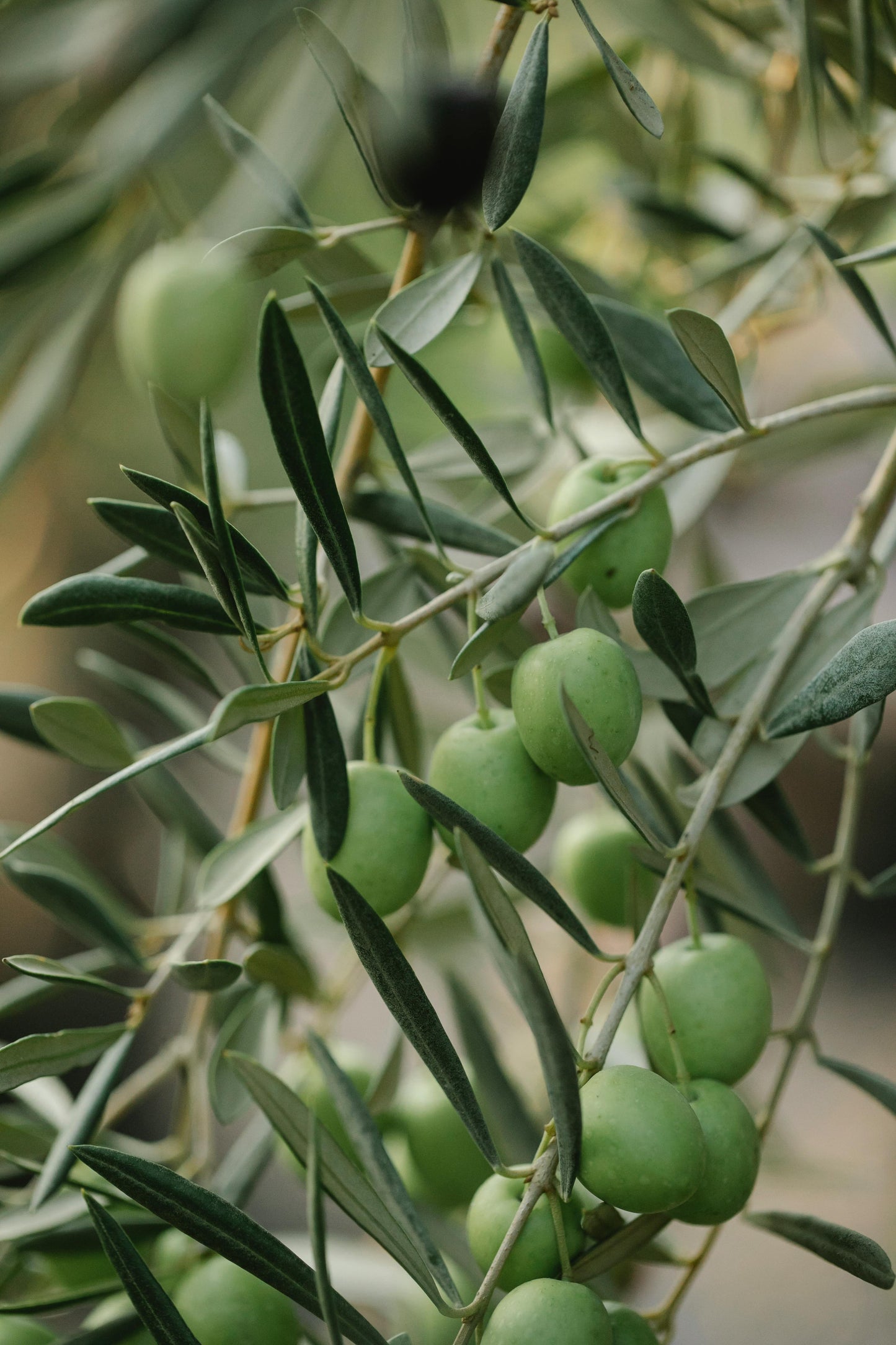 Olive Green
