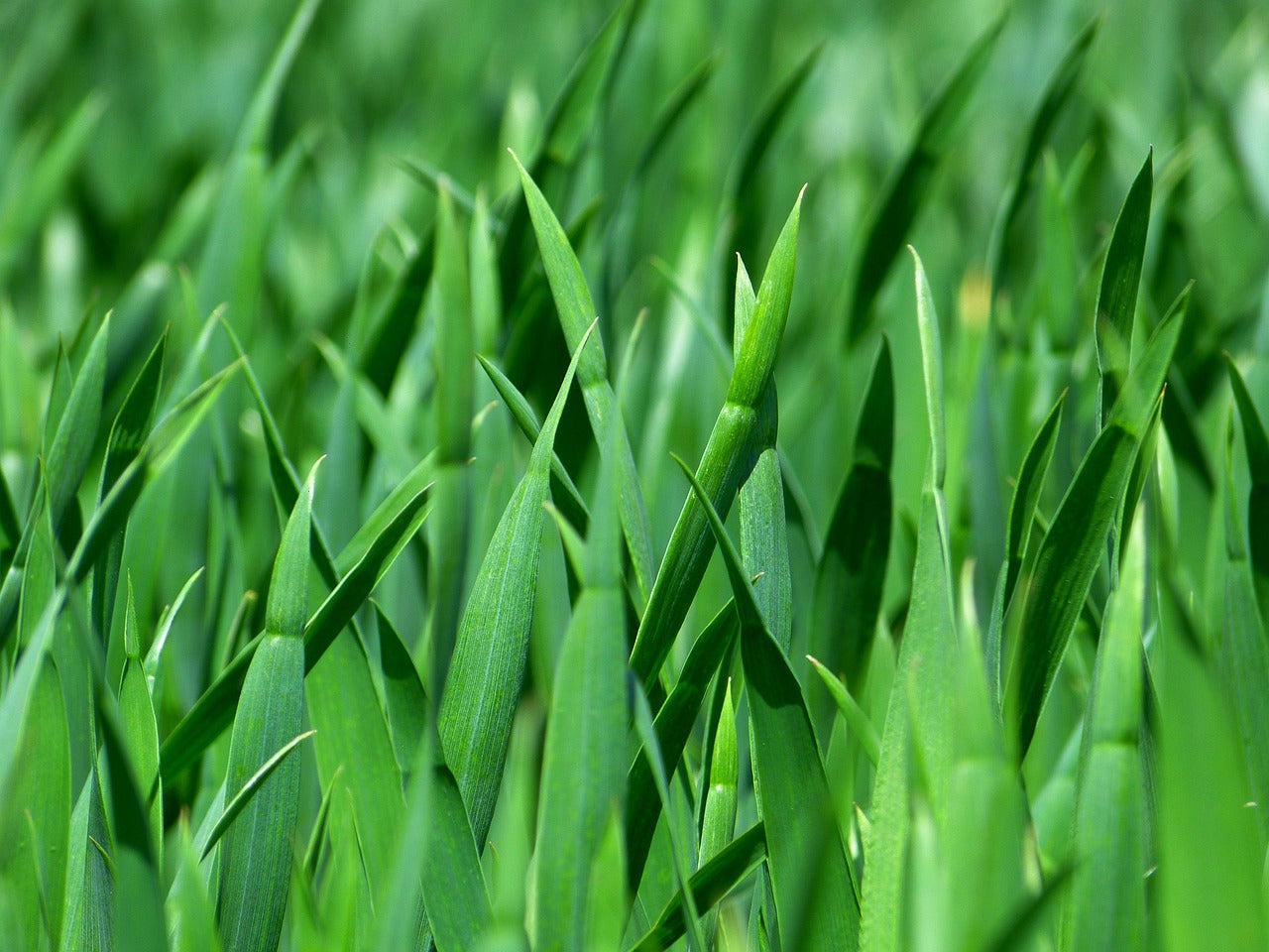 Grassfields Turban